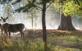 deer in woods