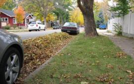 Leaves in Street