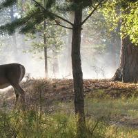 deer in woods