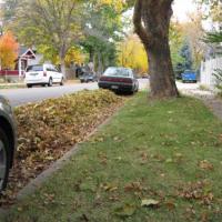 Leaves in Street