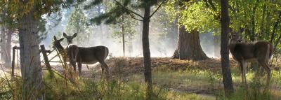 deer in woods