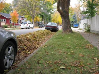 Leaves in Street